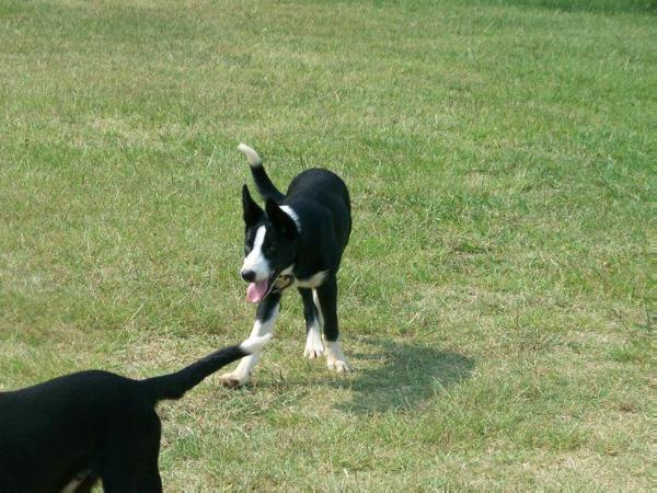 Snow Hill Chad | Border Collie 