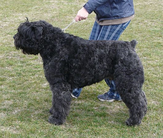 Yoshi z Grodu Ksiazat Pomorskich | Bouvier des Flandres 