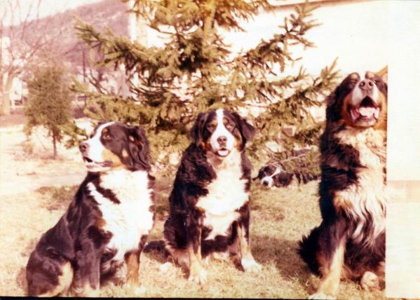 CITA v Bergbachtal | Bernese Mountain Dog 