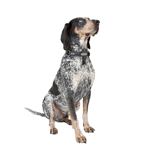 Bluetick Coonhound