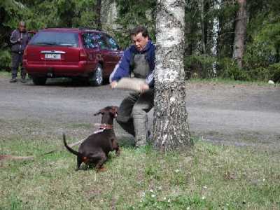 Alola (FIN 31755/98) | Brown Doberman Pinscher