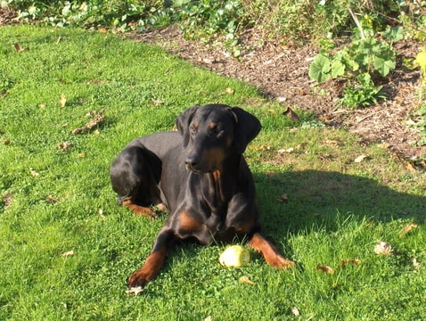 Hertog Umberto v. Stoltenborg | Black Doberman Pinscher