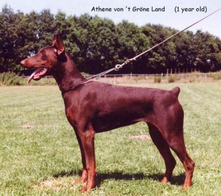 Athene v.'t Gröne land | Brown Doberman Pinscher