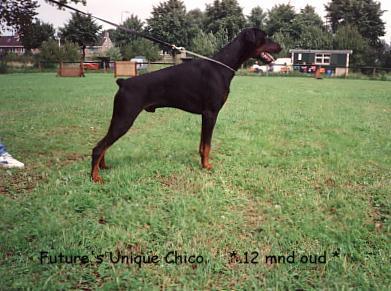 Future's Unique Chico | Black Doberman Pinscher