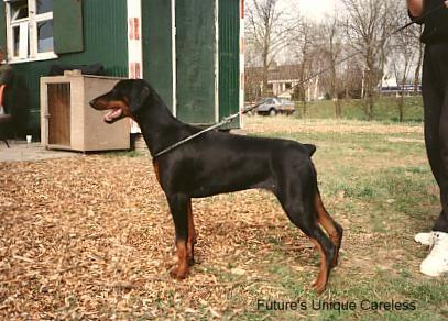 Future's Unique Careless | Black Doberman Pinscher