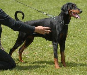 Akascha v. Burghof | Black Doberman Pinscher