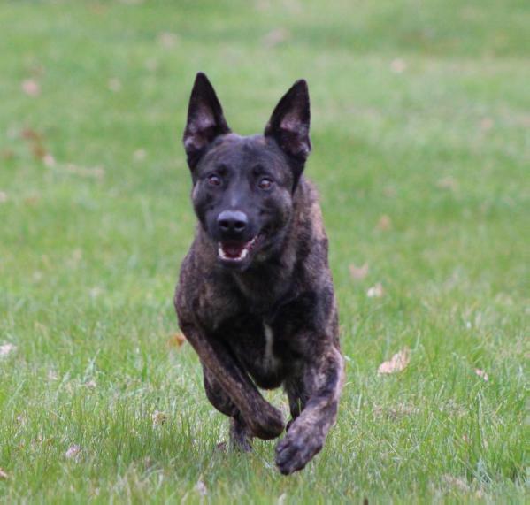 Patrons Dutch Jäger | Dutch Shepherd 