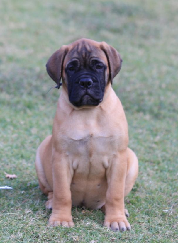 Von Liev Sweet from Ratchburi | Bullmastiff 