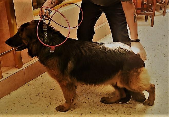 A-Hanna Von Haus Arecar | German Shepherd Dog 