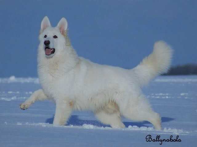 Mountsett Dare Devil at Ballynabola | White Swiss Shepherd Dog 