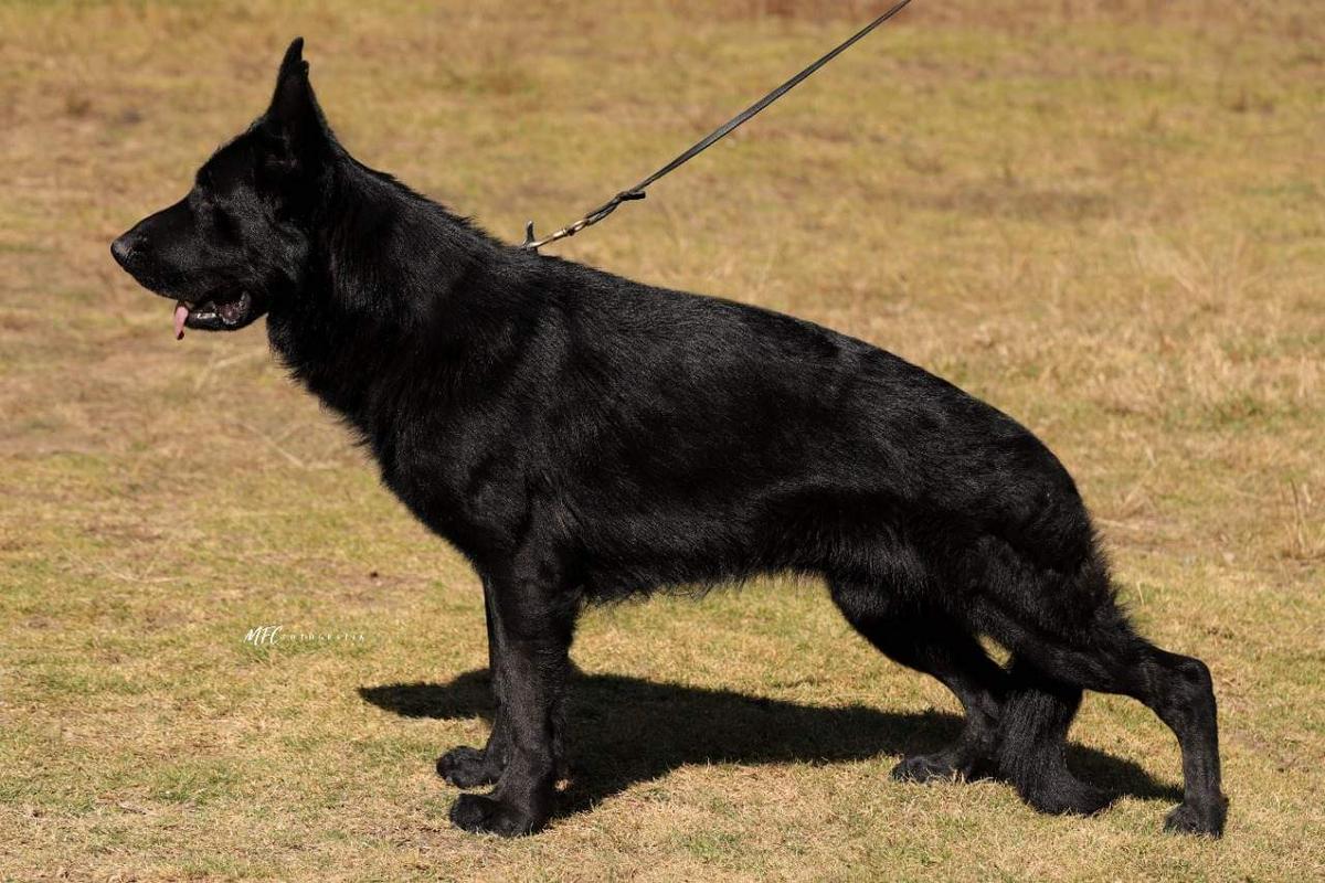 Ciryous Lobos de Luna | German Shepherd Dog 