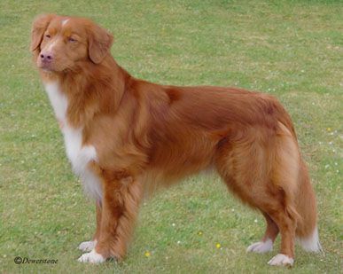 Trevargh The Entertainer At Brizewood | Nova Scotia Duck Tolling Retriever 