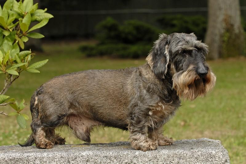 Joufflu de la voute azuree | Dachshund 