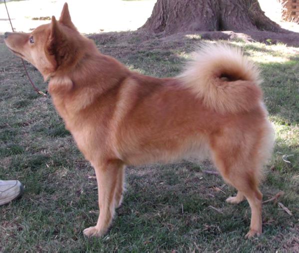 Crown's Finlandia Aliise | Finnish Spitz 