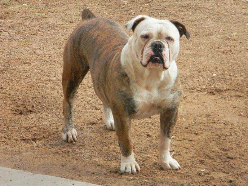 Ogas Daisy | Olde English Bulldogge 