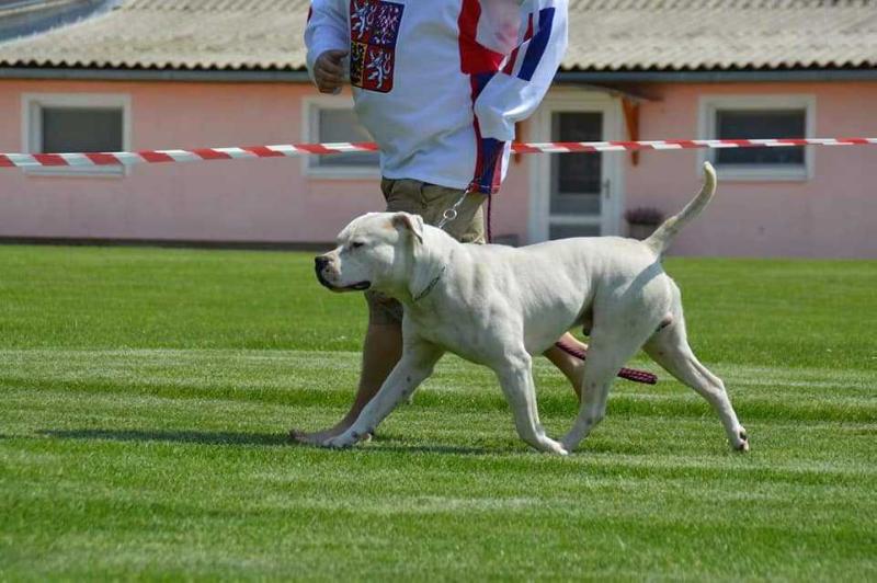 Low River's Jack Frost aka Vincent | American Bulldog 
