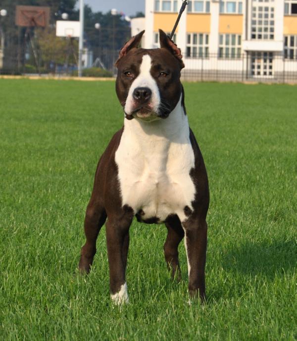 Gipsy From The Hood | American Staffordshire Terrier 