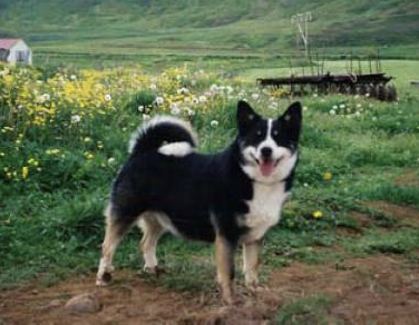 Stjörnu- Fríða | Icelandic Sheepdog 