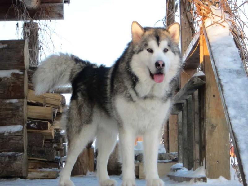 Ganesh | Alaskan Malamute 