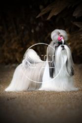 Prime Moon Wrap Around Yours Dreams | Shih Tzu 