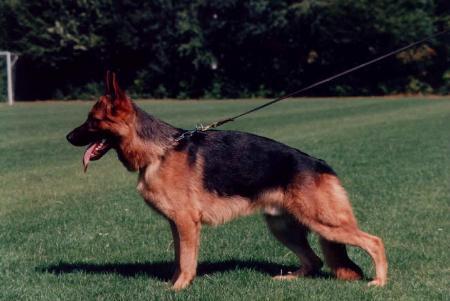 Nambo von Groß-Zünder | German Shepherd Dog 