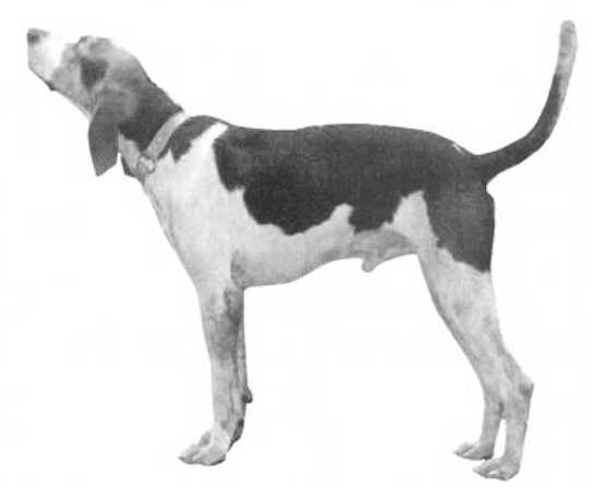 Skuna River Kid [Bark x Candy] | Treeing Walker Coonhound 