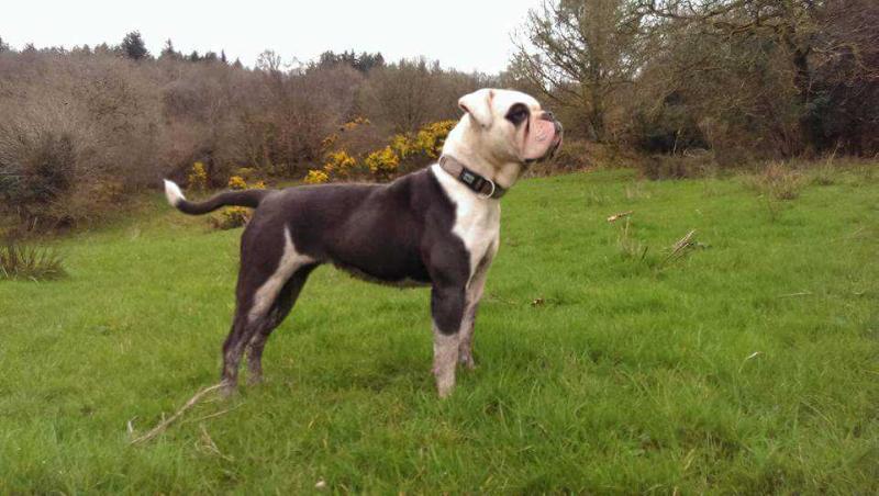 Bullsofireland Sky @ Bulltopia | Olde English Bulldogge 