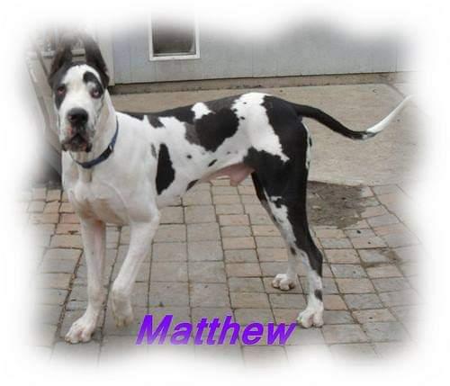 Muddy Paws Gift From Heaven Matthew | Great Dane 