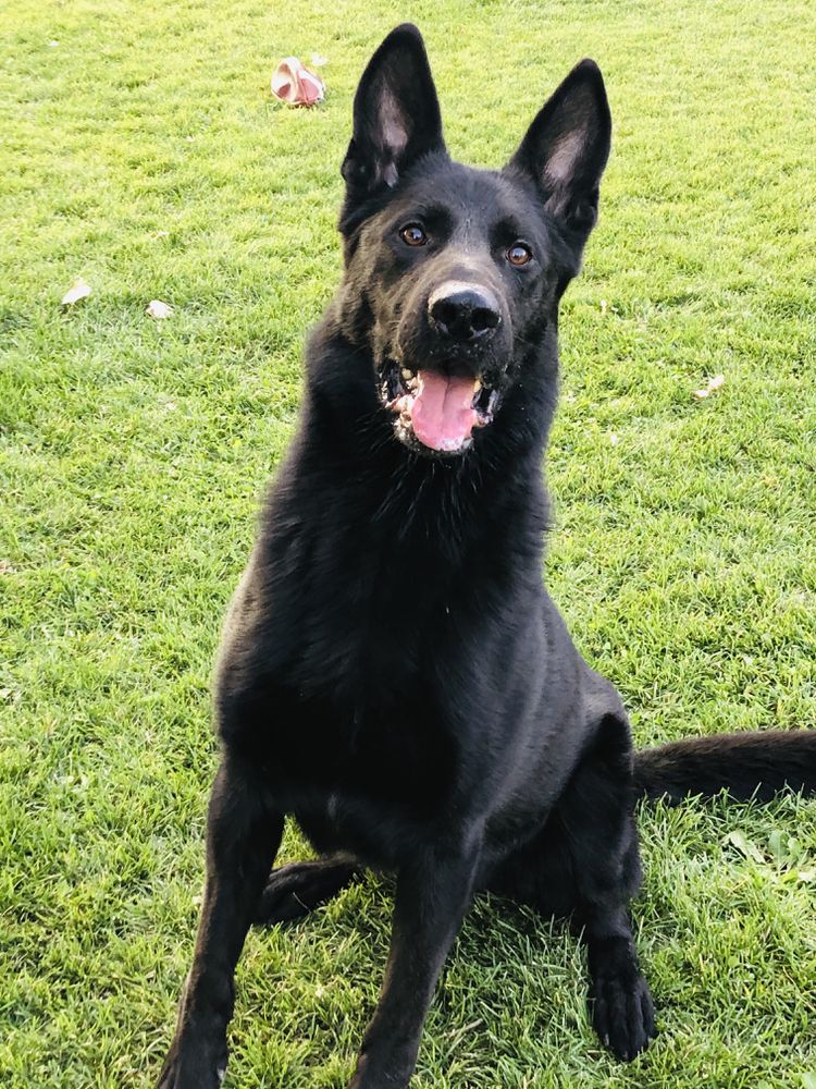 Oso Vom Big Rock | German Shepherd Dog 