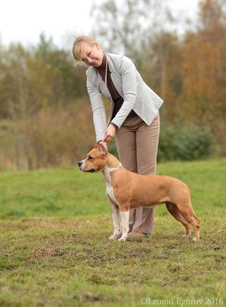 Staff Chain Zhemchuzhina | American Staffordshire Terrier 