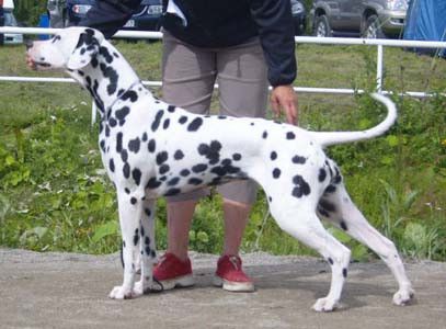 O'ZONE EBBA | Dalmatian 