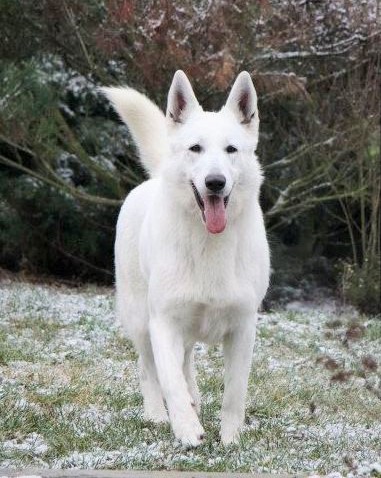 Usurei Donnevara | White Swiss Shepherd Dog 