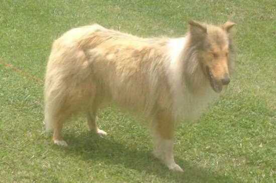 Bryleighs Wild Boy Buddy | Rough Collie 