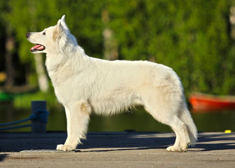 Lempiän Ainoa Nuhanenä | White Swiss Shepherd Dog 