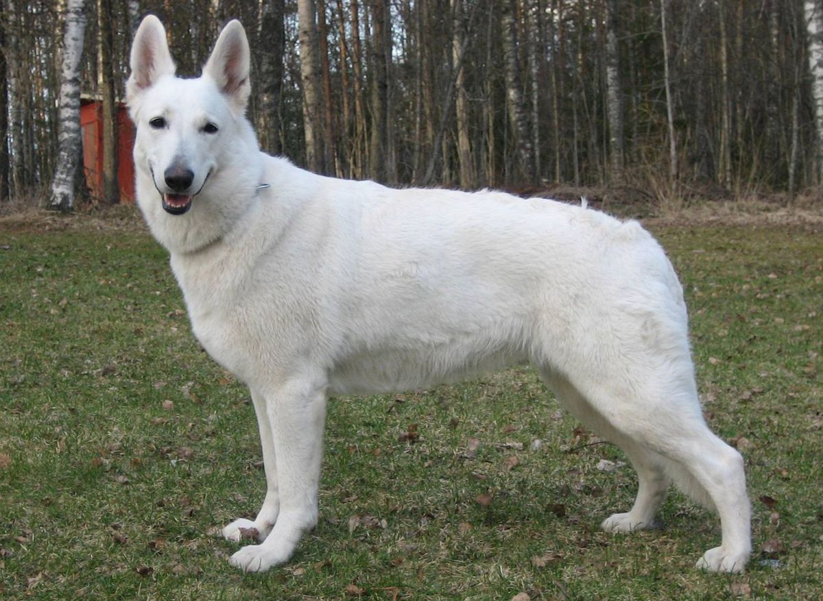 Amazing White Brigitte | White Swiss Shepherd Dog 