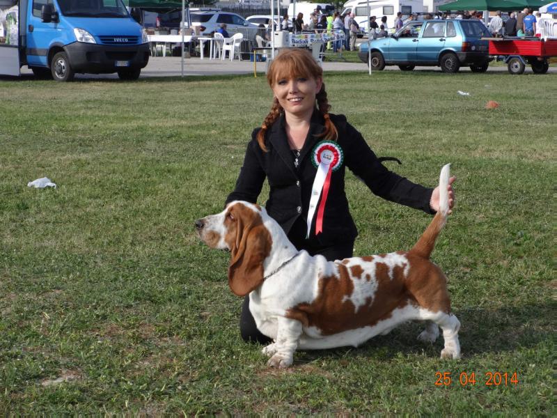 Tiberio De'Andreoli | Basset Hound 