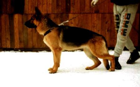 Frenzi von der Wienerau | German Shepherd Dog 