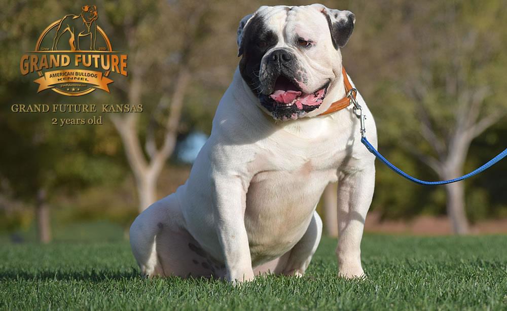 Grand Future Kansas | American Bulldog 