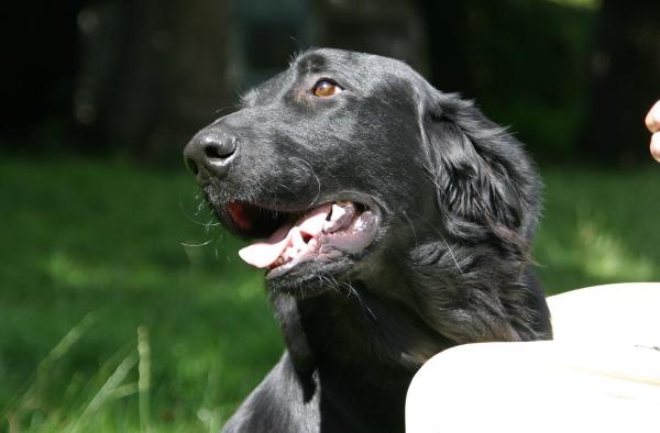 Rondix Yuan | Flat-Coated Retriever 