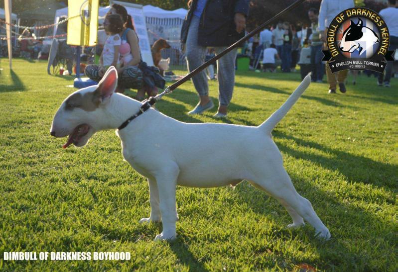 DIMBULL OF DARKNESS BOYHOOD | Bull Terrier 