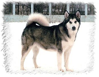 Leyu Dinka | Alaskan Malamute 