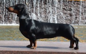 Erhaben apriori | Dachshund 