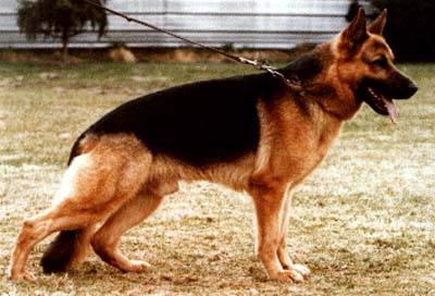 Atlas aus dem schwarzen Zwinger | German Shepherd Dog 