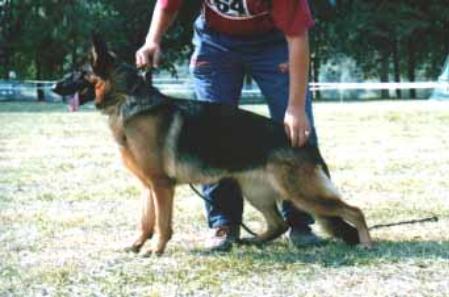 Umbra vom Grabenfleck | German Shepherd Dog 