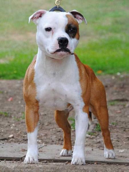 Blazinstaff Blazin Justice | Staffordshire Bull Terrier 