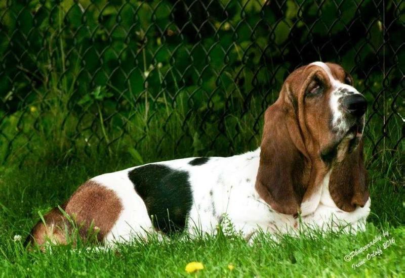 Baronial (Orloff's) Princess Winnifred | Basset Hound 