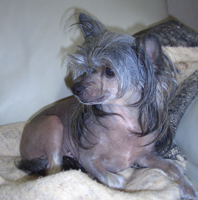 Crestwood High Scores | Chinese Crested 