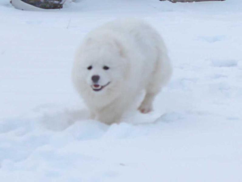 Licky Winx iz Moskovskoy Metely | Samoyed 