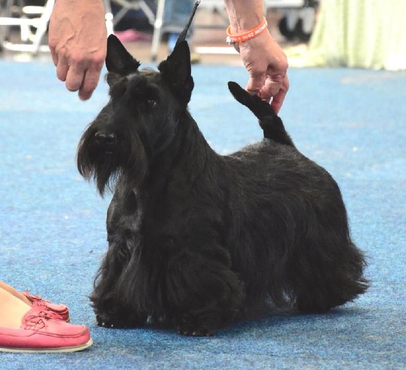 Filisite Brash Without Demur | Scottish Terrier 