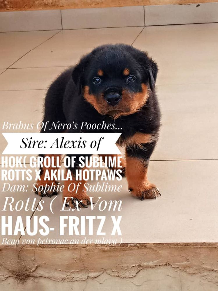 Brabus of Nero's Pooches | Rottweiler 